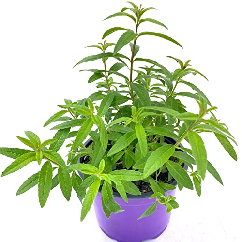 Zitronenstrauch Zitronen Verbene Aloysia citrodora Tee Kräuterpflanze 2stk. von Florapartner