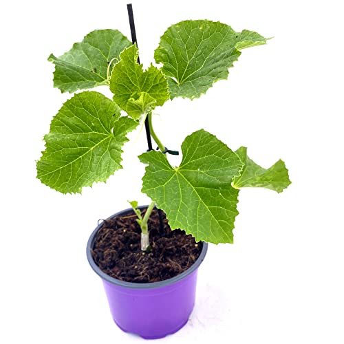 veredelte Zucker-Melone "Anasta" Melonenpflanze veredelte Zucker-Melone "Anasta" Melonenpflanze von Florapartner