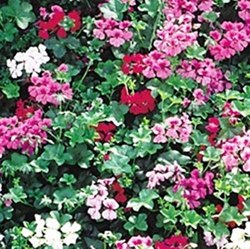 10 Stück Geranium samen Schöne auffällige Farben sehen in Körben umwerfend aus Schöne Farbabstimmung von Flower field Story