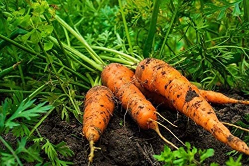 150 Stück Karotten samen Gartengemüse Nicht gentechnisch verändertes Gemüsefleisch ist knusprig süß und saftig von Flower field Story