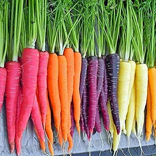 80 Stück Karottensamen Gemischte Karotten für den Hausgartenbau Bunte und attraktive nicht gentechnisch veränderte Gemüsesamen von Flower field Story