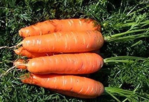 80 Stück Karottensamen werden im Garten mit attraktiven Farben angebaut und süßes Gemüse wird von allen geliebt von Flower field Story
