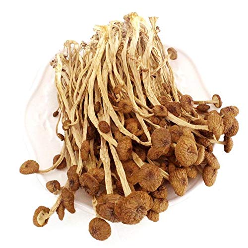 Getrockneter Pilz, Teepflanzenpilz, Agrocybe aegerita, Teebaumpilz (1 Beutel 500 g) von Fridays