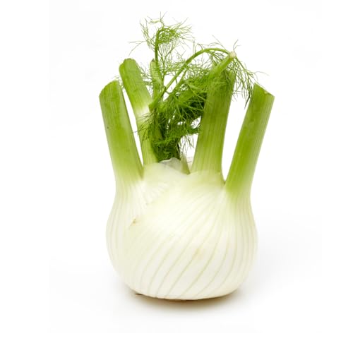 Frische Kontor | Fenchel | Zart, aromatisch und vielseitig verwendbar | Knollenfenchel | Gemüsefenchel (1 Stück) von Frische Kontor