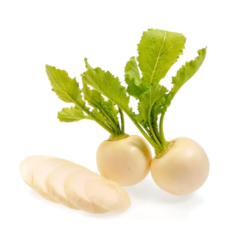 Frische Kontor | Mairübchen | Navatten | Zart, mild und frühlingsfrisch. Frische Kontor | Mairübchen | Navatten | Zart, mild und frühlingsfrisch. von Frische Kontor