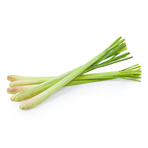 Frische Kontor | Zitronengras | Zitrusduft und Frische für asiatische Gerichte | Lemongrass (3 Stück ca. 50-70 g) von Frische Kontor