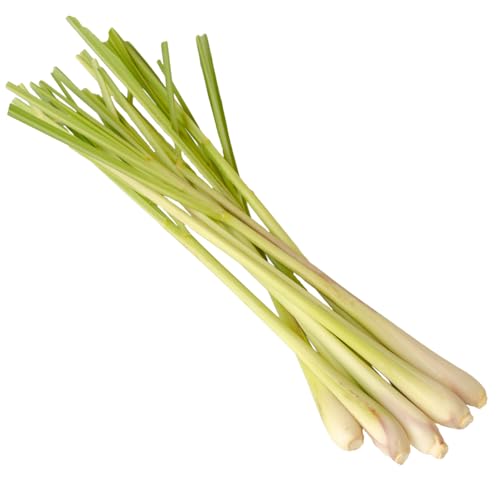 Frische Kontor | Zitronengras | Zitrusduft und Frische für asiatische Gerichte | Lemongrass (5 Stück ca. 100 g) von Frische Kontor