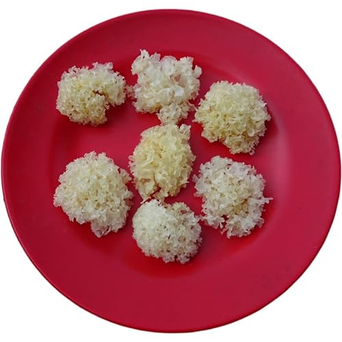 Getrockneter kleiner Lindenholz-Tremella, weißer Pilz, 100 g von Fujian Friday