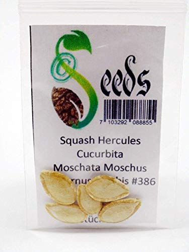 GETSO Samen-Paket Nicht Pflanzen: 5 X Squash Hercules Moschus-Kürbis Moschus ernut Kürbis # 386 GETSO Samen-Paket Nicht Pflanzen: 5 X Squash Hercules Moschus-Kürbis Moschus ernut Kürbis # 386 von GETSO