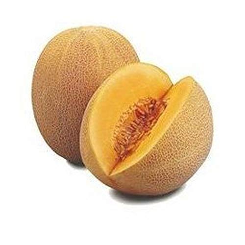 GETSO Samen-Paket Nicht Pflanzen: 50 - Samen: Ananas- Extrem süß, saftig und sehr tic! Sehr selten!!!!! GETSO Samen-Paket Nicht Pflanzen: 50 - Samen: Ananas- Extrem süß, saftig und sehr tic! Sehr selten!!!!! von GETSO