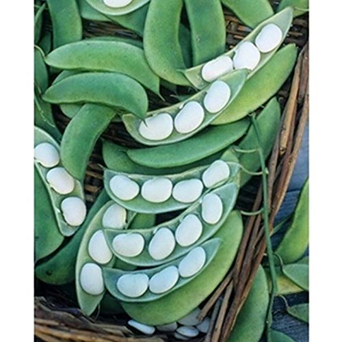 GETSO Samen-Paket Nicht Pflanzen: 50 - Samen: Burpee ImprovedLima Bean Samen -high Ausbeuten an köstlichen 5" Lange Limabohne GETSO Samen-Paket Nicht Pflanzen: 50 - Samen: Burpee ImprovedLima Bean Samen -high Ausbeuten an köstlichen 5" Lange Limabohne von GETSO
