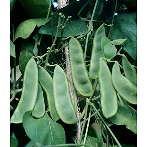 GETSO Samen-Paket Nicht Pflanzen: 50 - Samen: Frühe ThorogreenLima Bean -Seed ist EIN großer Yielder !! BEEINDRUCKEND!! GETSO Samen-Paket Nicht Pflanzen: 50 - Samen: Frühe ThorogreenLima Bean -Seed ist EIN großer Yielder !! BEEINDRUCKEND!! von GETSO