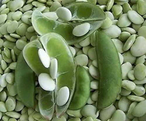 GETSO Samen-Paket Nicht Pflanzen: 50 - Seeds: Cangreen Klein Lima Bean Samen-sehr kräftig und Produktiv-und Ohhh Der Geschmack GETSO Samen-Paket Nicht Pflanzen: 50 - Seeds: Cangreen Klein Lima Bean Samen-sehr kräftig und Produktiv-und Ohhh Der Geschmack von GETSO