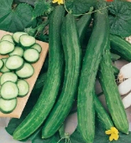 GETSO Samen-Paket Nicht Pflanzen: 50 - Seeds: CetrioloSn s - schwere Renditen lang 12 bis 20" lang CUCs !!! GETSO Samen-Paket Nicht Pflanzen: 50 - Seeds: CetrioloSn s - schwere Renditen lang 12 bis 20" lang CUCs !!! von GETSO