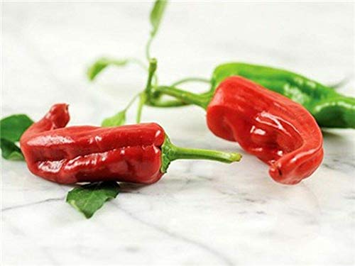 GETSO Samen-Paket Nicht Pflanzen: 50 - Seeds: Chimayo Hot Pepper Seeds - Eine Vielzahl von Chimayo, New Mexico, USA GETSO Samen-Paket Nicht Pflanzen: 50 - Seeds: Chimayo Hot Pepper Seeds - Eine Vielzahl von Chimayo, New Mexico, USA von GETSO