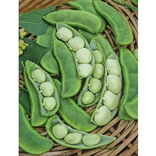 GETSO Samen-Paket Nicht Pflanzen: 50 - Seeds: EastlandLima Bohnen Seeds - schwere Ausbeuten an köstlichen Baby Limabohnen. !! GETSO Samen-Paket Nicht Pflanzen: 50 - Seeds: EastlandLima Bohnen Seeds - schwere Ausbeuten an köstlichen Baby Limabohnen. !! von GETSO