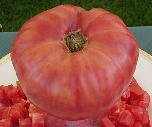 GETSO Samen-Paket Nicht Pflanzen: 50 - Seeds: Rosa Tomate Seeds - hohe Ausbeuten an 1 sk Tomaten 3pink. !! GETSO Samen-Paket Nicht Pflanzen: 50 - Seeds: Rosa Tomate Seeds - hohe Ausbeuten an 1 sk Tomaten 3pink. !! von GETSO