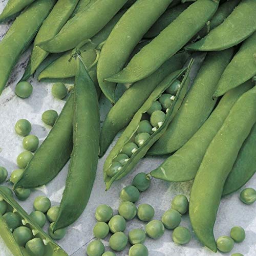 Samen-Paket Nicht Pflanzen: 50 - Bohnen: Mr. Big Garden PEA Seeds - 10.06 dunkelgrün, Wicken pro Schote. Kräftiges !!! Samen-Paket Nicht Pflanzen: 50 - Bohnen: Mr. Big Garden PEA Seeds - 10.06 dunkelgrün, Wicken pro Schote. Kräftiges !!! von GETSO