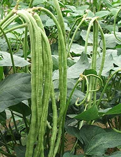 Samen-Paket Nicht Pflanzen: 50 - Bohnen: Qimei Grüner Spargel Bean - Dongguan Yard Bean - Long Green Bean! Samen-Paket Nicht Pflanzen: 50 - Bohnen: Qimei Grüner Spargel Bean - Dongguan Yard Bean - Long Green Bean! von GETSO