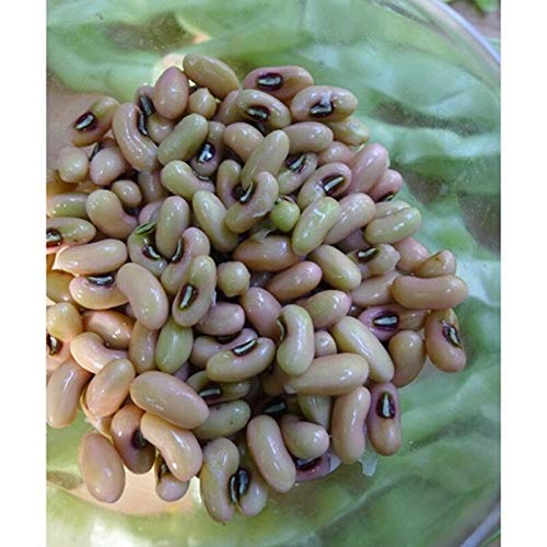 Samen-Paket Nicht Pflanzen: 50 - Seeds: Big Boy Cowpea - Gut für frisch Gebrauch, das Einfrieren oder Canning- hohe Erträge Schiff frei Samen-Paket Nicht Pflanzen: 50 - Seeds: Big Boy Cowpea - Gut für frisch Gebrauch, das Einfrieren oder Canning- hohe Erträge Schiff frei von GETSO