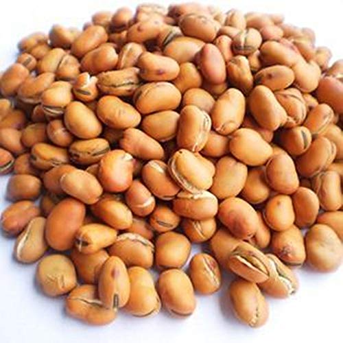 GLORIOUS INHERITING / BAIGUZHENZHEN Einzelhandel naturliche und grische Vicia Faba / breitblatige Bohnen der allgemeinen Große mit Netzbeutel von 500 gramm GLORIOUS INHERITING / BAIGUZHENZHEN Einzelhandel naturliche und grische Vicia Faba / breitblatige Bohnen der allgemeinen Große mit Netzbeutel von 500 gramm von GLORIOUS INHERITING