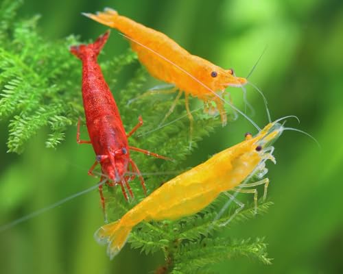 Feuer Garnelenmix - Neocaridina davidi - 24st. Feuer Garnelenmix - Neocaridina davidi - 24st. von Garnelen