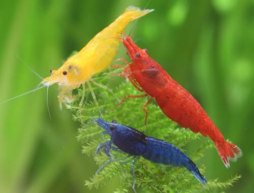 Garnelen NatureHolic - Regenbogen Garnelenmix I hübsche Mischung aus bunten I problemlose Nachzucht I ideal auch für Einsteiger I Anpassungsfähig Garnelen NatureHolic - Regenbogen Garnelenmix I hübsche Mischung aus bunten I problemlose Nachzucht I ideal auch für Einsteiger I Anpassungsfähig von Garnelen