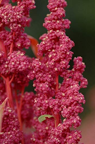 50+ Cherry Vanilla Quinoa Chenopodium | Vegetable Seeds altamente nutriente von Generic