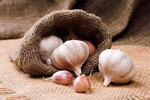 Aglio Bulbi carino aglio piante biologiche giardinaggio pianta organica 400 g Aglio Bulbi carino aglio piante biologiche giardinaggio pianta organica 400 g von Generic
