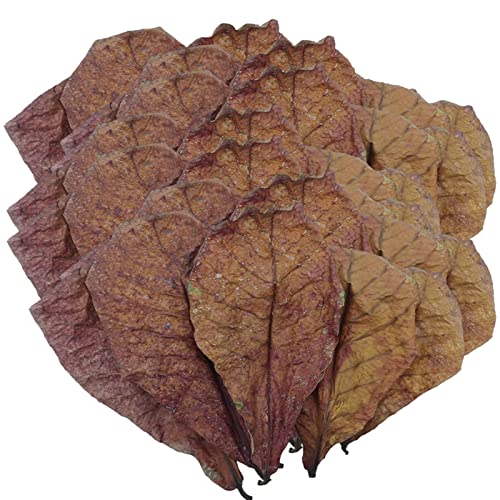 Almond Leaves - Betta Shrimp Leaves, Natural Catappa Leaves | Ph Balance Water Conditioner for Aquarium, Turtle Tank, Fish Tank for Turtles, Shrimps, Catfish, Frog Habitat Accessories von Generic