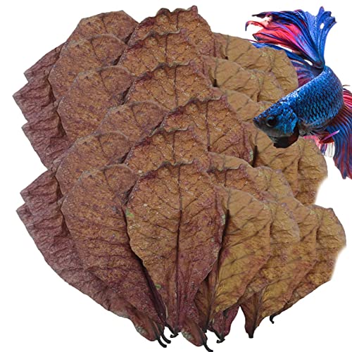 Betta-Fischblätter - Betta-Garnelenblätter | Catappa-Blätter für Einsiedlerkrebse, PH-Balance-Wasseraufbereiter für Aquarien, Schildkrötenbecken, Aquariumdekoration für Schildkröten, Garnelen, Welse, Betta-Fischblätter - Betta-Garnelenblätter | Catappa-Blätter für Einsiedlerkrebse, PH-Balance-Wasseraufbereiter für Aquarien, Schildkrötenbecken, Aquariumdekoration für Schildkröten, Garnelen, Welse, von Generic