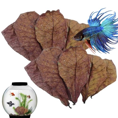 Betta Shrimp – Betta Fish Hammock, Aquarium Terminalia truncatula Fish Tank, Mandelblatt für Betta Fish | PH Balance Wasseraufbereiter für Aquarium, Schildkrötenbecken, Aquarium für Sch Betta Shrimp – Betta Fish Hammock, Aquarium Terminalia truncatula Fish Tank, Mandelblatt für Betta Fish | PH Balance Wasseraufbereiter für Aquarium, Schildkrötenbecken, Aquarium für Sch von Generic