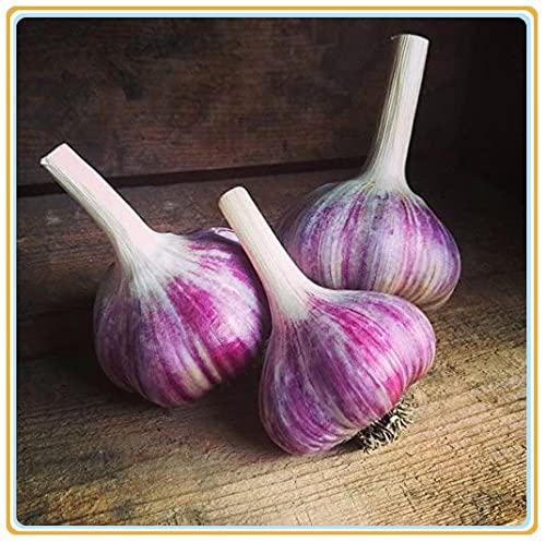 Bulbi di aglio fresco per piantare, mangiare e coltivare il proprio Aglio-400g,B Bulbi di aglio fresco per piantare, mangiare e coltivare il proprio Aglio-400g,B von Generic