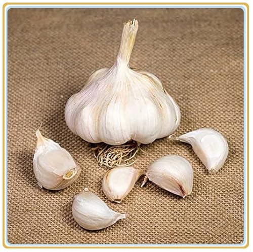 Bulbi di aglio fresco per piantare, mangiare e coltivare il proprio Aglio-400g,C Bulbi di aglio fresco per piantare, mangiare e coltivare il proprio Aglio-400g,C von Generic