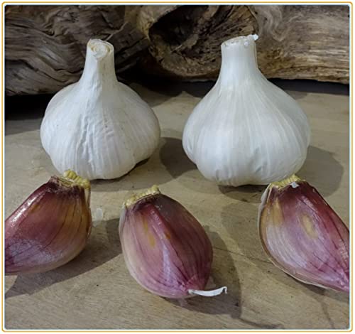 Bulbi di aglio fresco per piantare/mangiare e coltivare il proprio Aglio-200g,D Bulbi di aglio fresco per piantare/mangiare e coltivare il proprio Aglio-200g,D von Generic