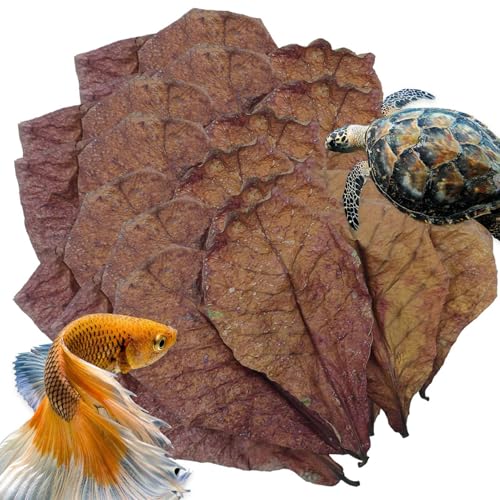Catappa-Blätter für Einsiedlerkrebse – Blatthängematte für Aquarien, PH-Balance-Wasseraufbereiter für Aquarien, Garnelenblatt-Dekoration, Schildkrötenbecken und Aquarien, Nistzubehör für Schlangen, Ei Catappa-Blätter für Einsiedlerkrebse – Blatthängematte für Aquarien, PH-Balance-Wasseraufbereiter für Aquarien, Garnelenblatt-Dekoration, Schildkrötenbecken und Aquarien, Nistzubehör für Schlangen, Ei von Generic