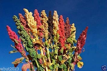 Chenopodium quinoa Seeds semi- Rainbow - Rosa Rosso, arancione, giallo, bianco, verde von Generic