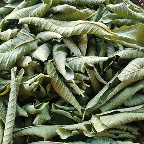 Guter Kräuter Guave-Blatt Tee China Original Dufttee Kräutertee Natürlicher Bio-Blumentee Grünes Essen ohne Zusatzstoffe Früchtetee (250g) von Generic