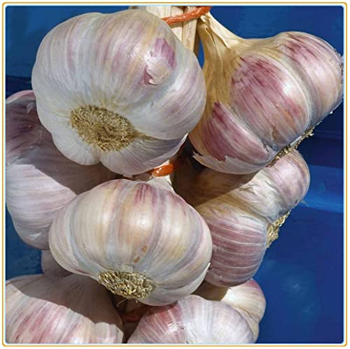 Mangiare/Bulbi Di Aglio Fresco Per Piantare/Coltivare Il Proprio Aglio-600g,C Mangiare/Bulbi Di Aglio Fresco Per Piantare/Coltivare Il Proprio Aglio-600g,C von Generic