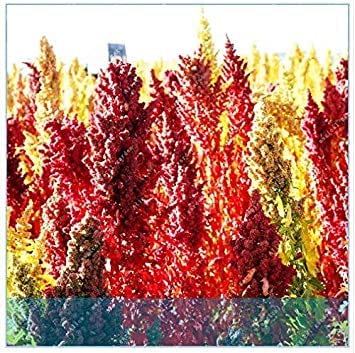 Semi cinesi Quinoa Semente Quinoa Grains Casa Giardino 200 pc:Seeds von Generic