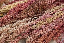 Semi di piante di quinoa von Generic