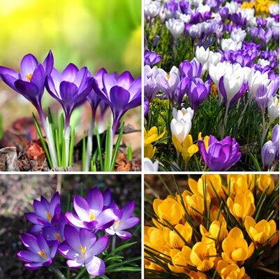 Semi di zafferano, semi di fiori di zafferano, zafferano di semi di croco, non sono i bulbi di zafferano - 100 semi/borsa Semi di zafferano, semi di fiori di zafferano, zafferano di semi di croco, non sono i bulbi di zafferano - 100 semi/borsa von Generic