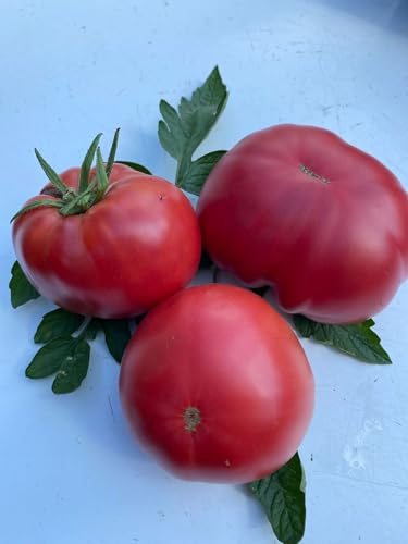 Tomate Schlesische Himbeere 10 Samen Tomate Schlesische Himbeere 10 Samen von Generic