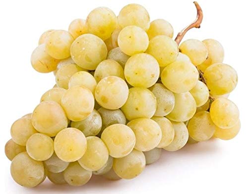White Grape Muscat Vitis Vinifera X 20 Highly Aromatic Seeds and Sweet Table White Grape Muscat Vitis Vinifera X 20 Highly Aromatic Seeds and Sweet Table von Generic
