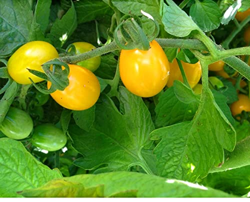 Pflanzen Tomate Date Gelb Erde Romagna 5 Stück Made in Italy Pflanzen Tomate Date Gelb Erde Romagna 5 Stück Made in Italy von Generico