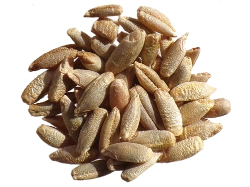 Bio Roggen Bio – Secale Cereale L. (Gründünger) SEM06 von Générique