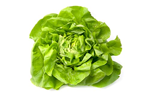 1000 Samen Kopfsalat Karganer Sommer 2 Grüner Garten Sommer Salat Salatsamen Rohkost von Generisch