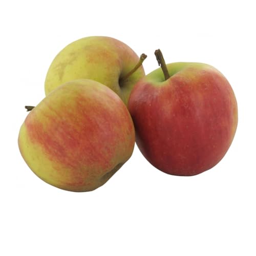 Apfel Elstar ca 2000 Gramm Apfel Elstar ca 2000 Gramm von Generisch
