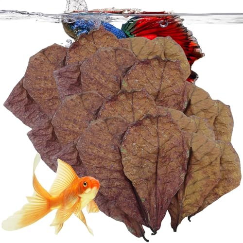 Aquarium-Catappa-Blätter | Mandelblätter für Betta Fish - Heimliche Umgebung für, Krabben, Schildkröten Betta-Fische, um den PH-Wert des Wassers auszugleichen von Generisch