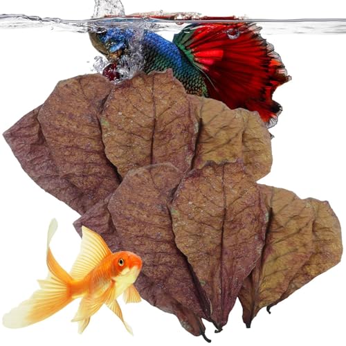 Blätter des Indischen Mandelbaums – Natürliche Catappa-Blätter für Kampffische | Blätter für Aquariengarnelenbecken zum pH-Ausgleich und für einen Süßwasserlebensraum | Umweltfreundliches Zubehör für Blätter des Indischen Mandelbaums – Natürliche Catappa-Blätter für Kampffische | Blätter für Aquariengarnelenbecken zum pH-Ausgleich und für einen Süßwasserlebensraum | Umweltfreundliches Zubehör für von Generisch